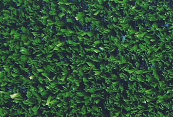 Erba Verde